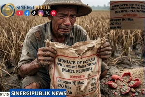 Belasan Tahun Petani Sukabumi Tertipu Pupuk Palsu, Mafia Nutrisi Tanaman Terancam KUHP Baru 2026!