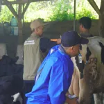 BET dan Dinas Peternakan Sukabumi Genjot Mutu Genetik Ternak Lewat Distribusi dan Transfer Embrio