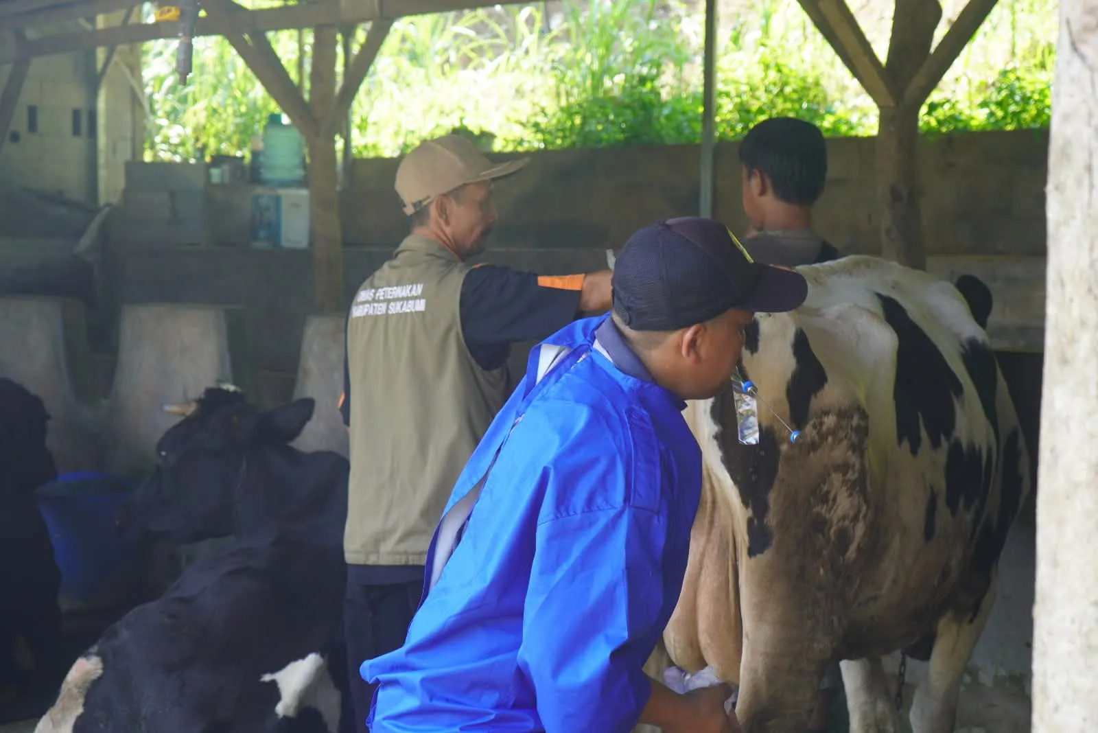 BET dan Dinas Peternakan Sukabumi Genjot Mutu Genetik Ternak Lewat Distribusi dan Transfer Embrio
